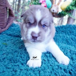 AKC Siberian Husky