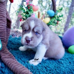 AKC Siberian Husky