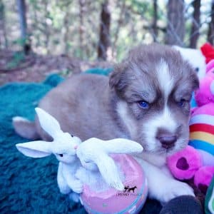 AKC Siberian Husky