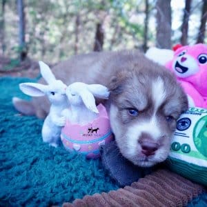 AKC Siberian Husky
