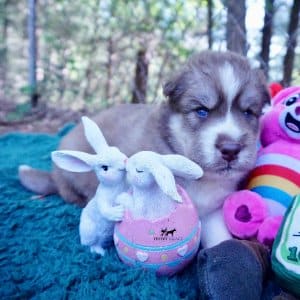 AKC Siberian Husky