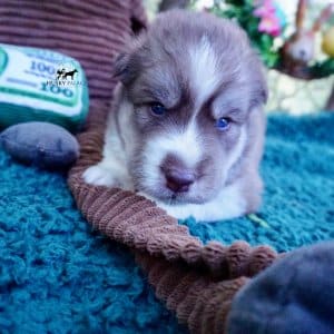 AKC Siberian Husky