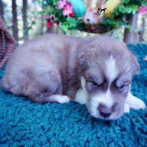 AKC Siberian Husky