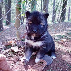 Agouti Husky Breeder