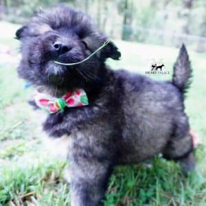 Agouti Husky Breeder