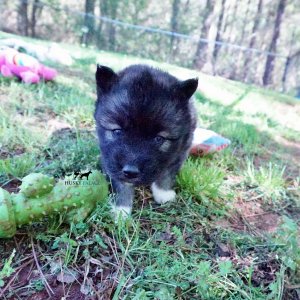 Agouti Husky Breeder
