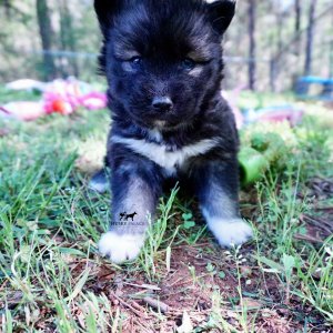 Agouti Husky Breeder