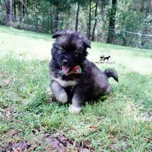 Agouti Husky Breeder