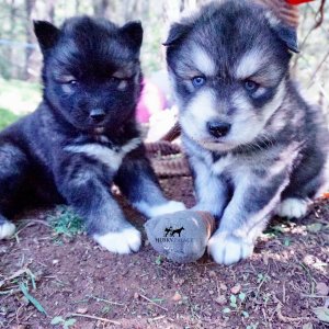 Agouti Husky Breeder