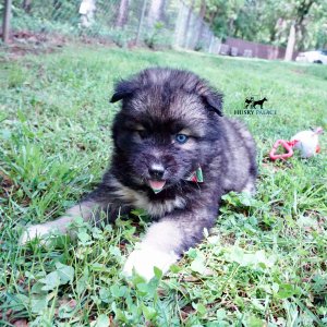Agouti Husky Breeder