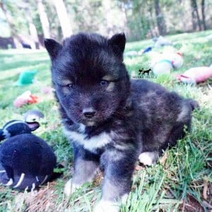 Agouti Husky Breeder