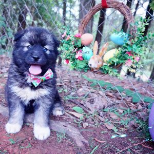 Agouti Husky Breeder