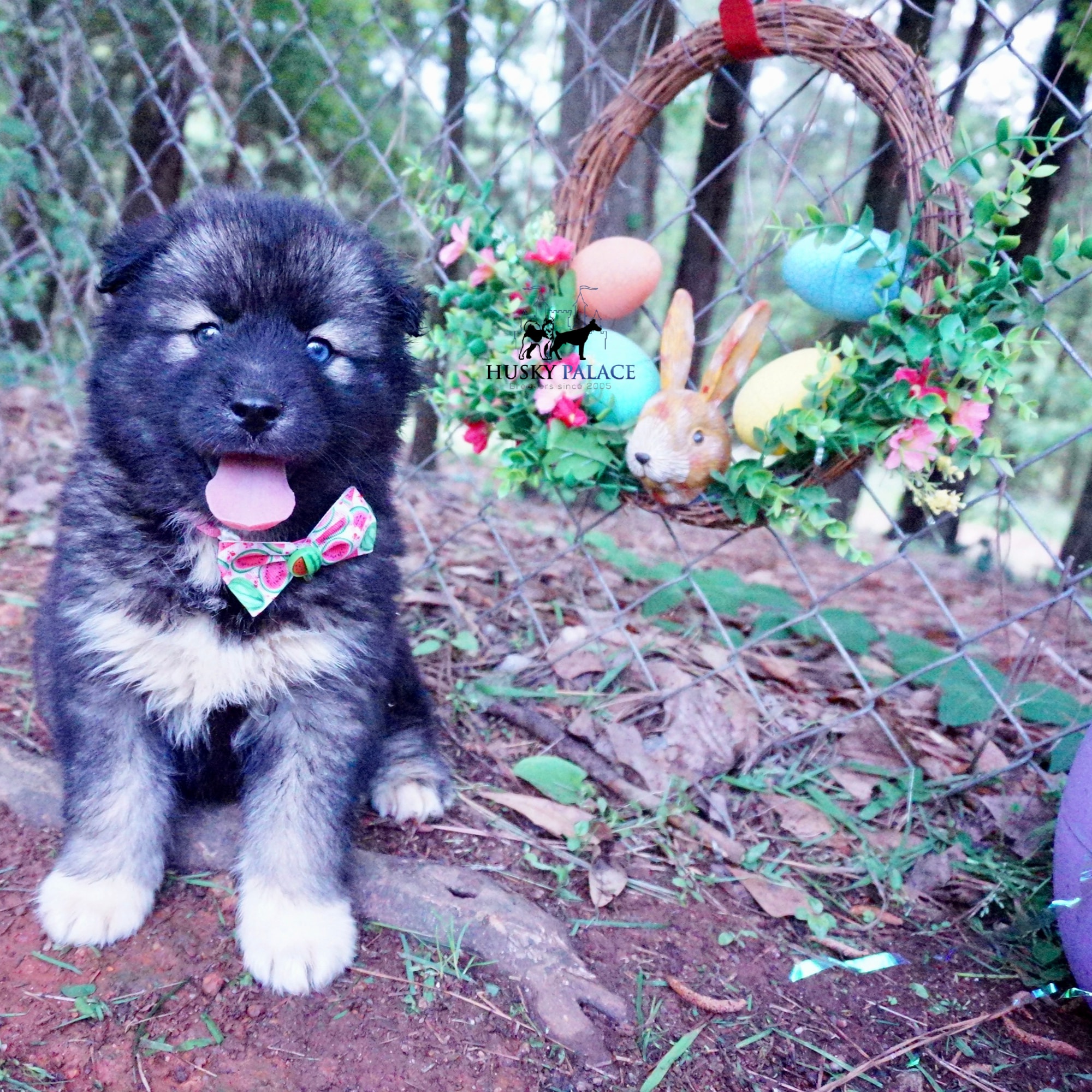 Agouti Husky Breeder