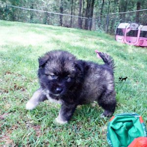 Agouti Husky Breeder