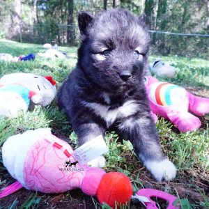 Agouti Husky Breeder