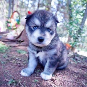 Agouti Husky