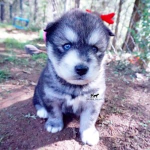 Agouti Husky