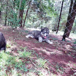 Agouti Husky