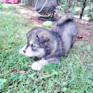 Agouti Husky
