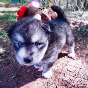 Agouti Husky