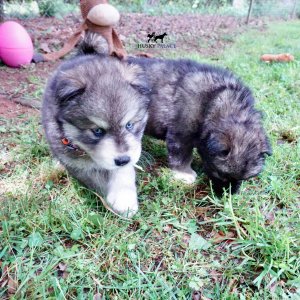 Agouti Husky