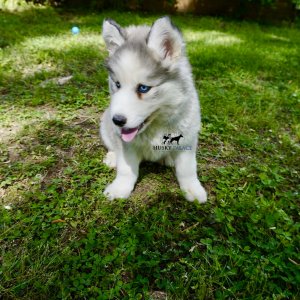 Black:white Siberian Husky