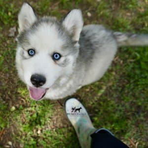 Black:white Siberian Husky