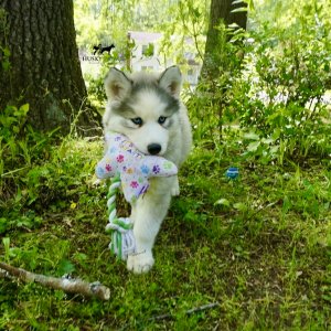 Black:white Siberian Husky