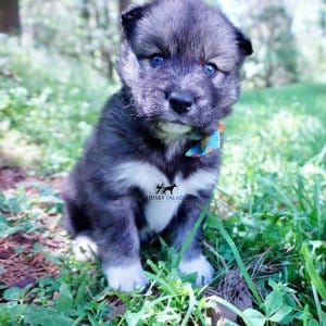 Blue Eyes Husky