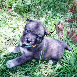 Blue Eyes Husky