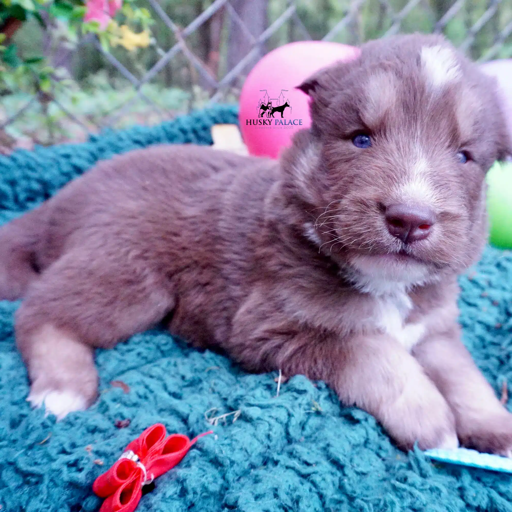 Champion Bloodline Husky