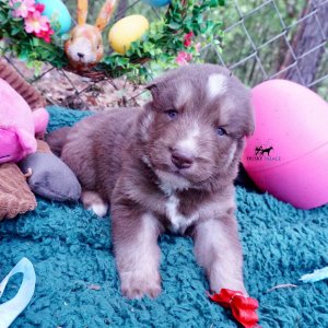 Champion Bloodline Husky