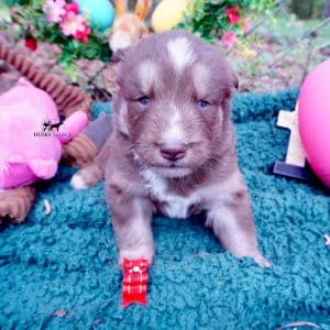 Champion Bloodline Husky