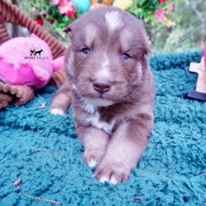 Champion Bloodline Husky