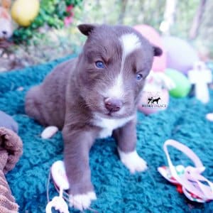 Champion Bloodlines Huskies