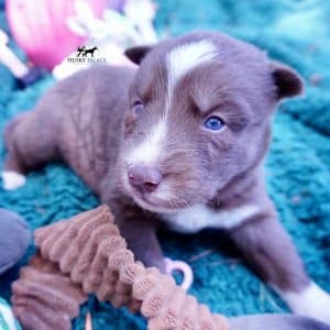 Champion Bloodlines Huskies