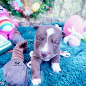 Champion Bloodlines Huskies