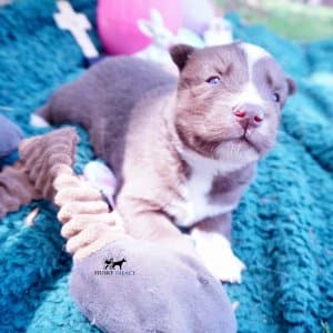 Champion Bloodlines Huskies