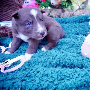 Champion Bloodlines Huskies