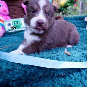 Champion Siberian Huskies