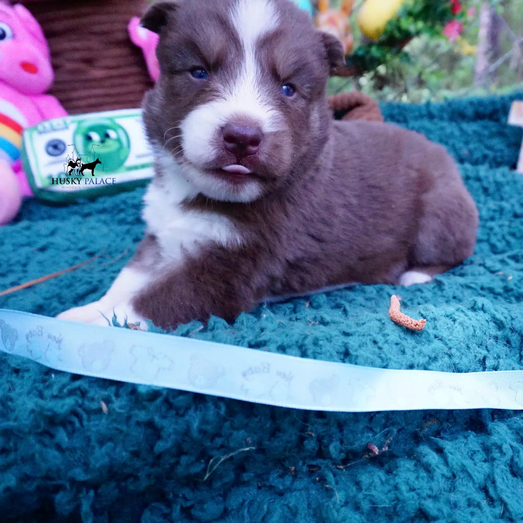 Champion Siberian Huskies