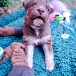 Champion Siberian Husky