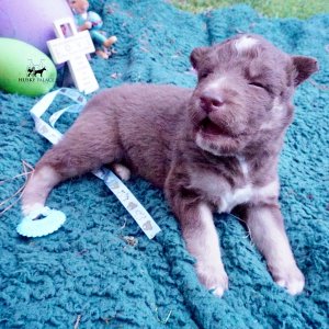 Champion Siberian Husky