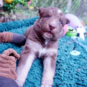 Champion Siberian Husky
