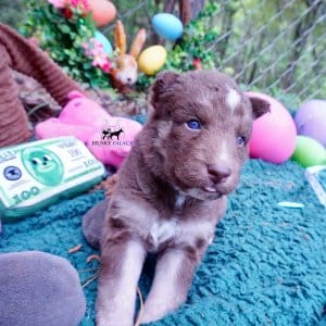 Champion Siberian Husky