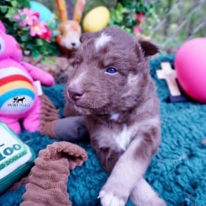 Champion Siberian Husky