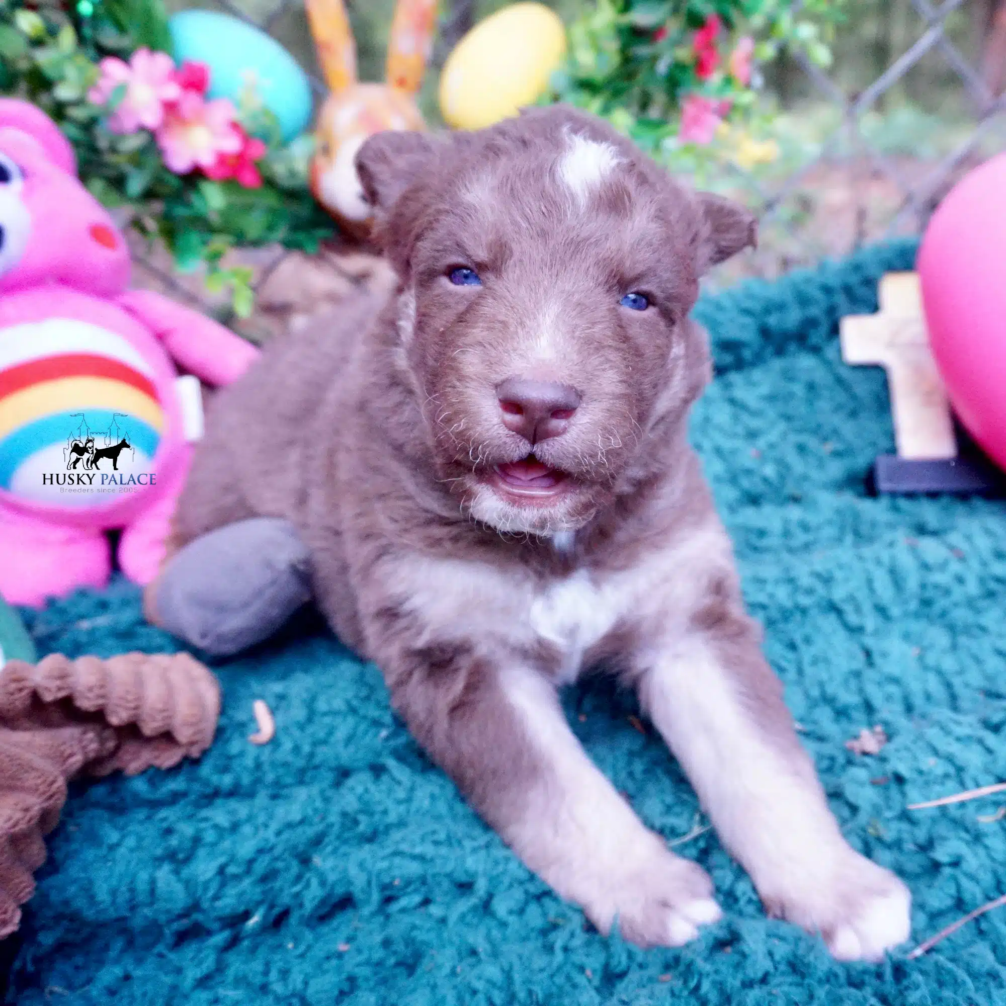 Champion Siberian Husky