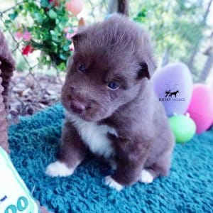 Copper Siberian Husky