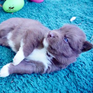 Copper Siberian Husky