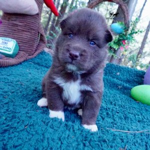 Copper Siberian Husky